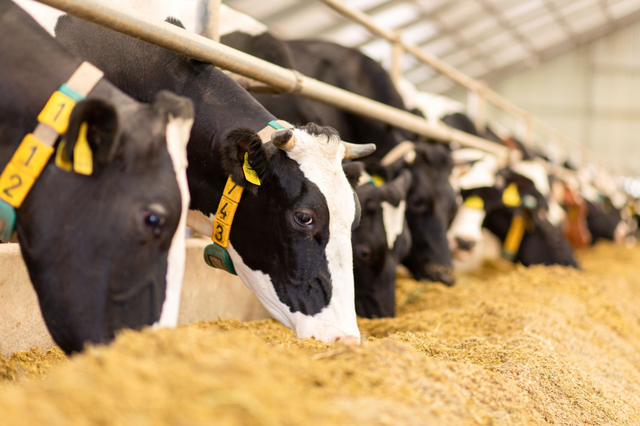 FARMTEC - Vitalimetr